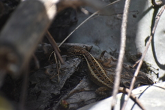 Stenocercus ornatissimus