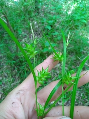 Carex louisianica