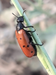 Hycleus scutellatus