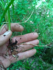 Carex louisianica
