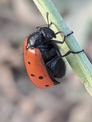 Hycleus scutellatus