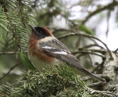 Bay-Breasted Warbler photo 3