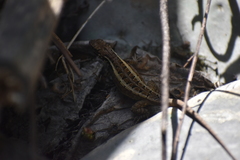 Stenocercus ornatissimus