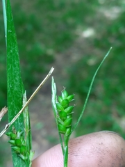 Carex gholsonii