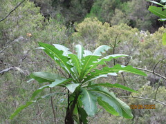 Sonchus fruticosus image