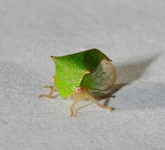 Stictocephala militaris