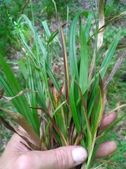 Carex gholsonii