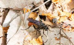 Protichneumon grandis