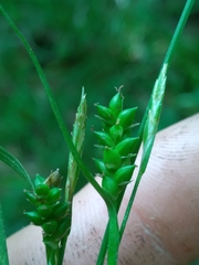 Carex gholsonii