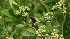 Andrena crataegi