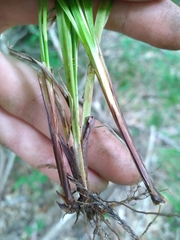 Carex calcifugens