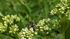 Andrena crataegi