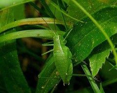 Isophya camptoxypha