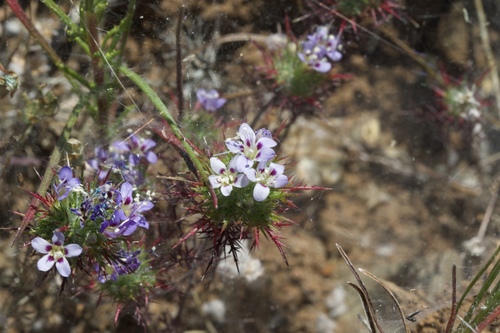 Image of Navarretia jepsonii by (c) Arvel Hernandez, some rights reserved (CC BY)