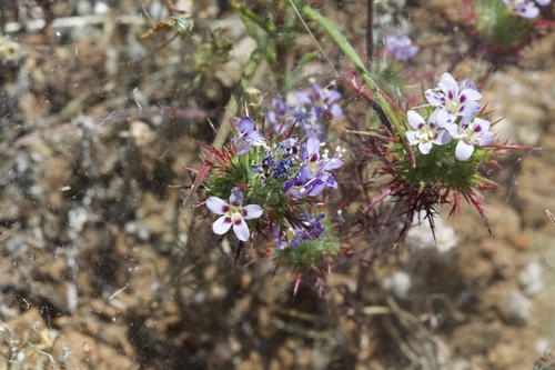 Image of Navarretia jepsonii by (c) Arvel Hernandez, some rights reserved (CC BY)