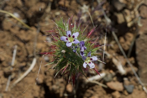 Image of Navarretia jepsonii by (c) Arvel Hernandez, some rights reserved (CC BY)