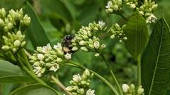 Andrena crataegi