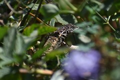 Stenocercus ornatissimus