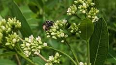 Andrena crataegi