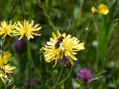 Eristalis horticola