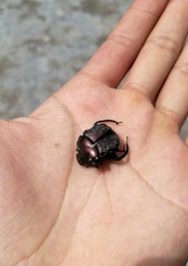 Paragymnopleurus sinuatus