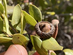 Quercus cedrosensis