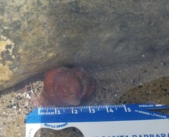 Crepidula norrisiarum