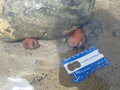 Crepidula norrisiarum