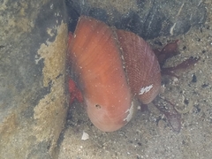 Crepidula norrisiarum