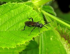 Macrophya annulata