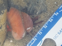 Crepidula norrisiarum