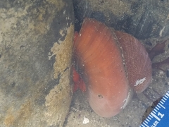 Crepidula norrisiarum