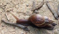 Lissachatina fulica