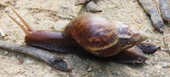 Lissachatina fulica
