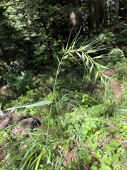 Elymus californicus