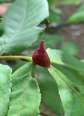 Phylloxera perniciosa