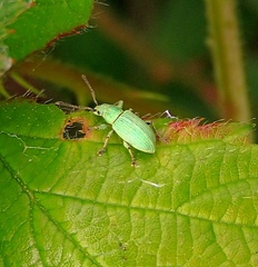 Phyllobius virideaeris