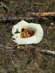 Calochortus vestae