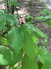 Phylloxera perniciosa