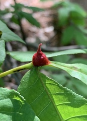 Phylloxera perniciosa