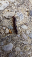 Strongylosoma