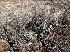 Dudleya attenuata attenuata