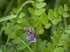 Vicia sepium