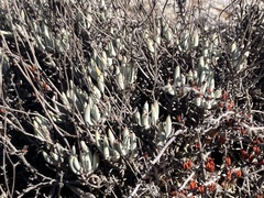 Dudleya attenuata attenuata