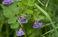 Vicia sepium