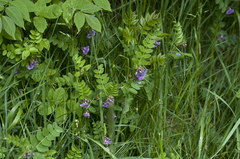 Vicia sepium