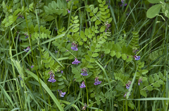 Vicia sepium