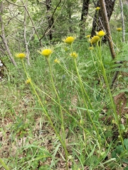 Doronicum plantagineum