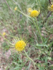 Doronicum plantagineum