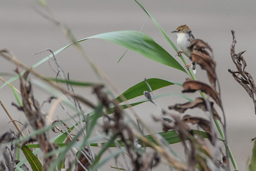 Rufous-winged Cisticola (Cisticola galactotes), photo 9